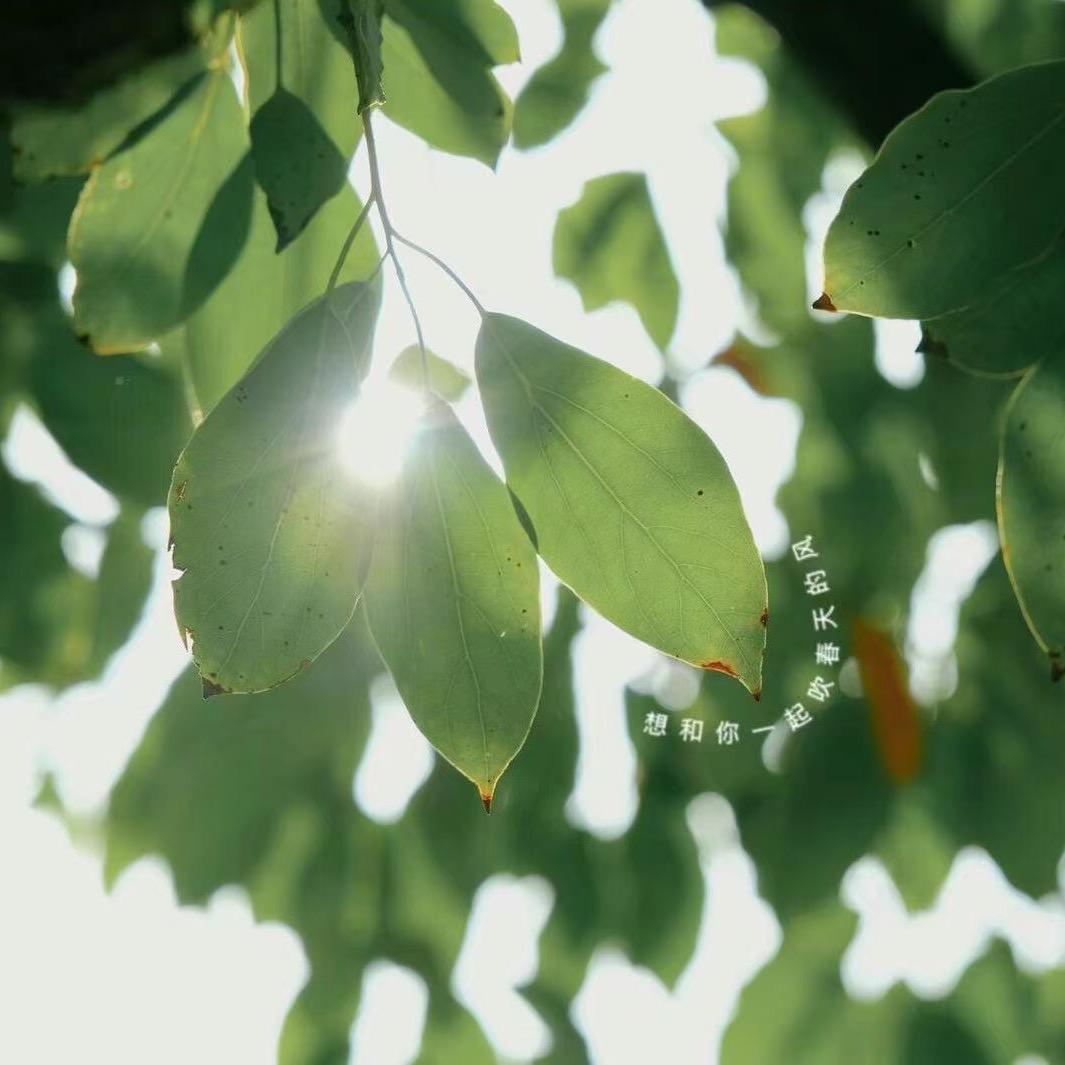 霹雳猴和乖乖虎