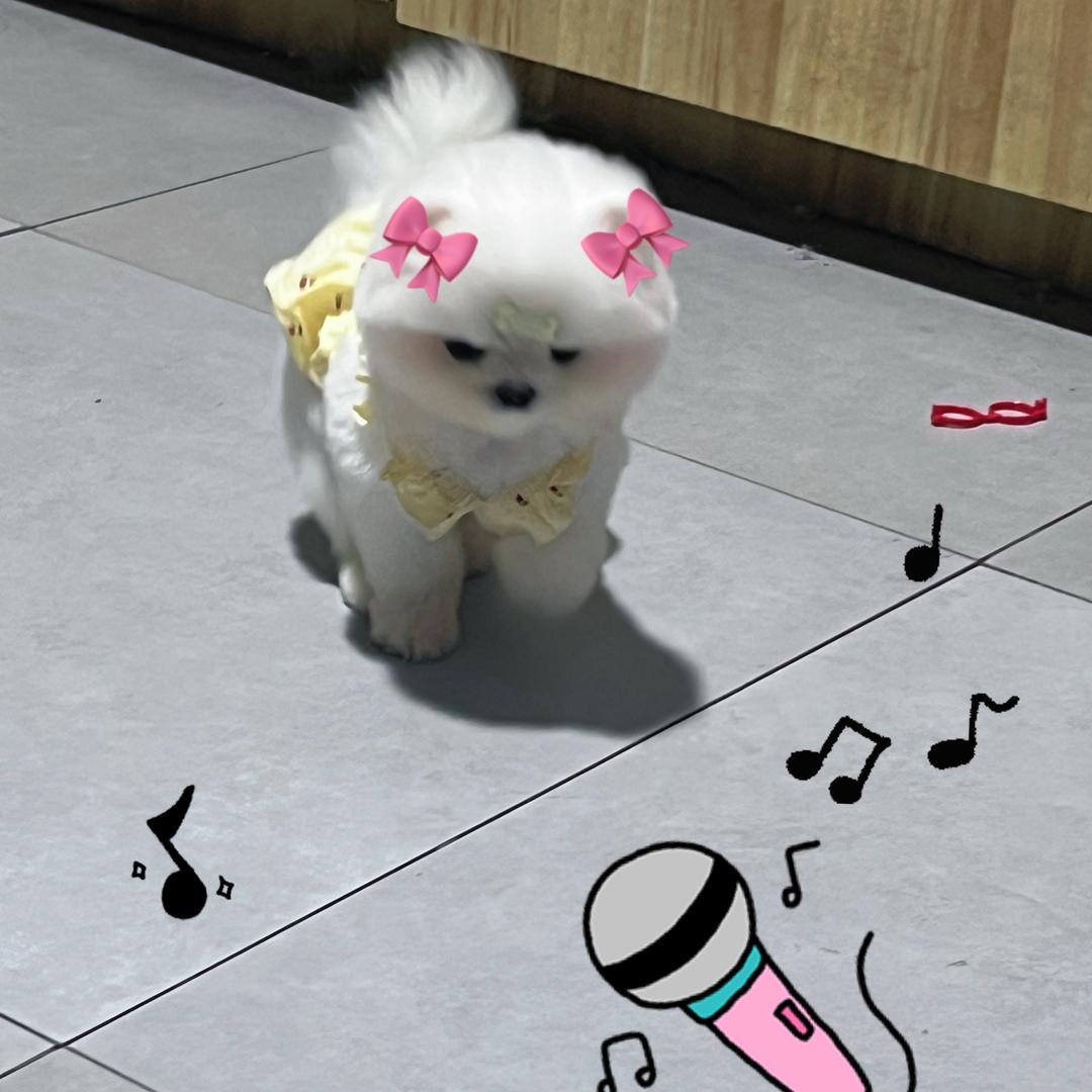 kitty是🐶不是🐱