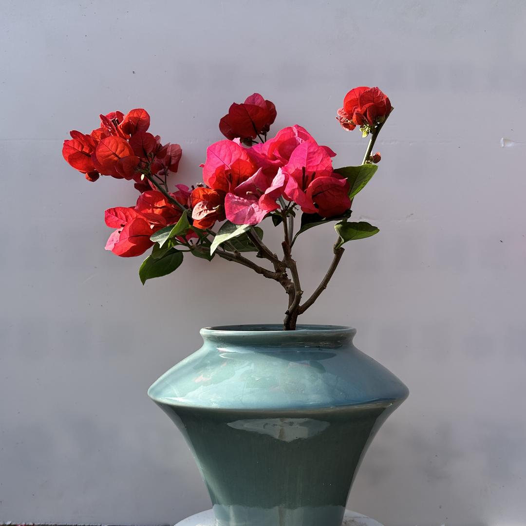 华泰花木基地（三角梅）