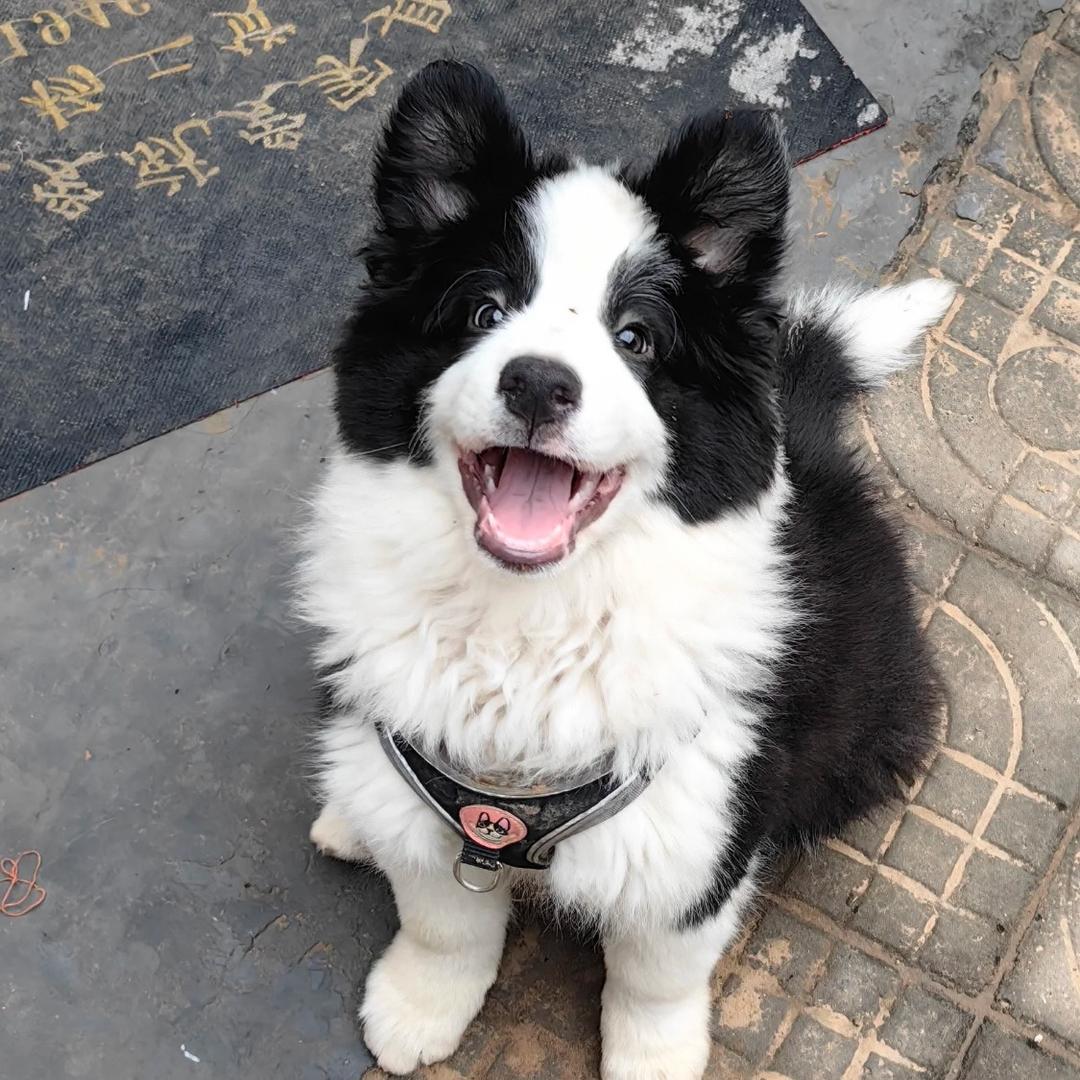边牧（买🐶私聊）