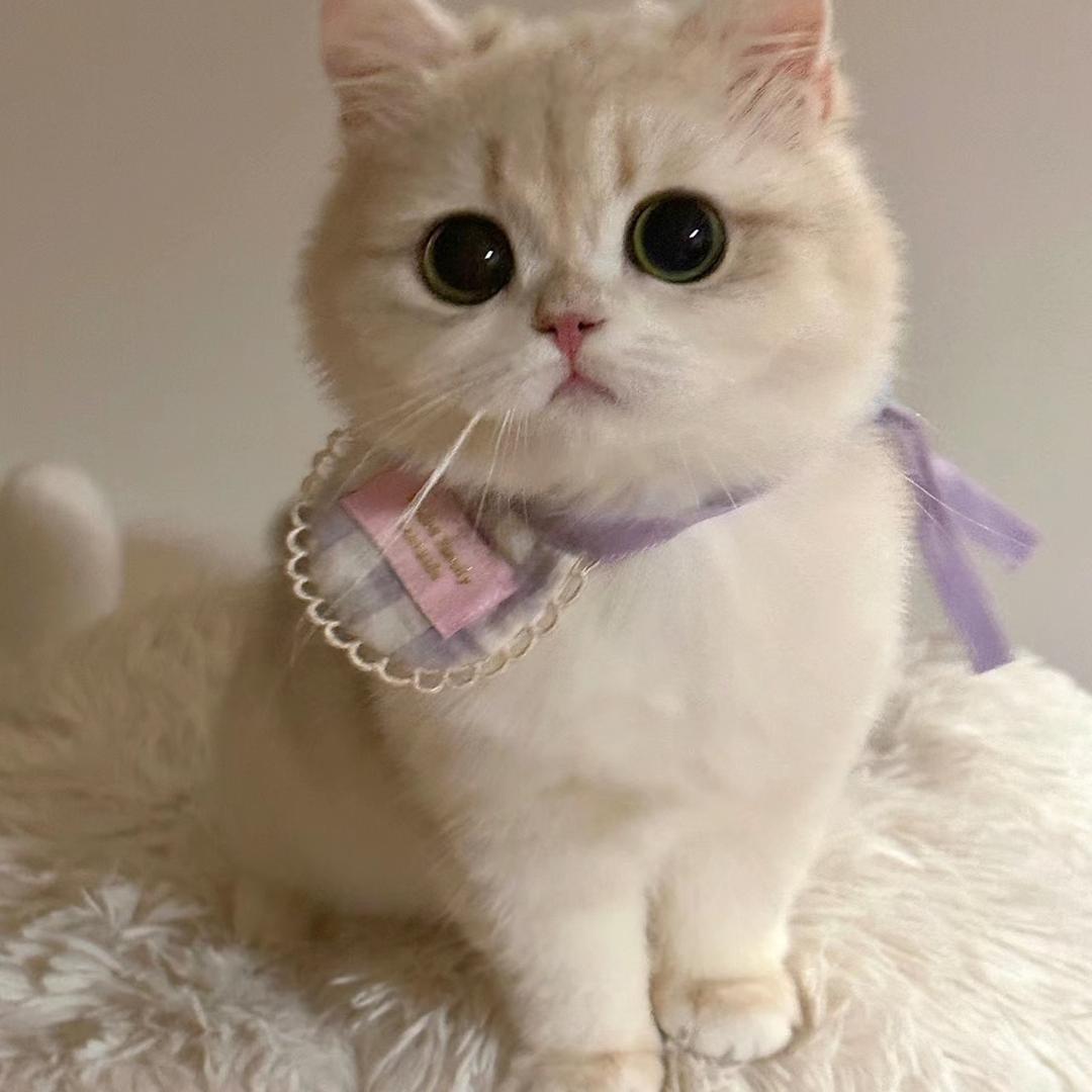 小郭菜菜子