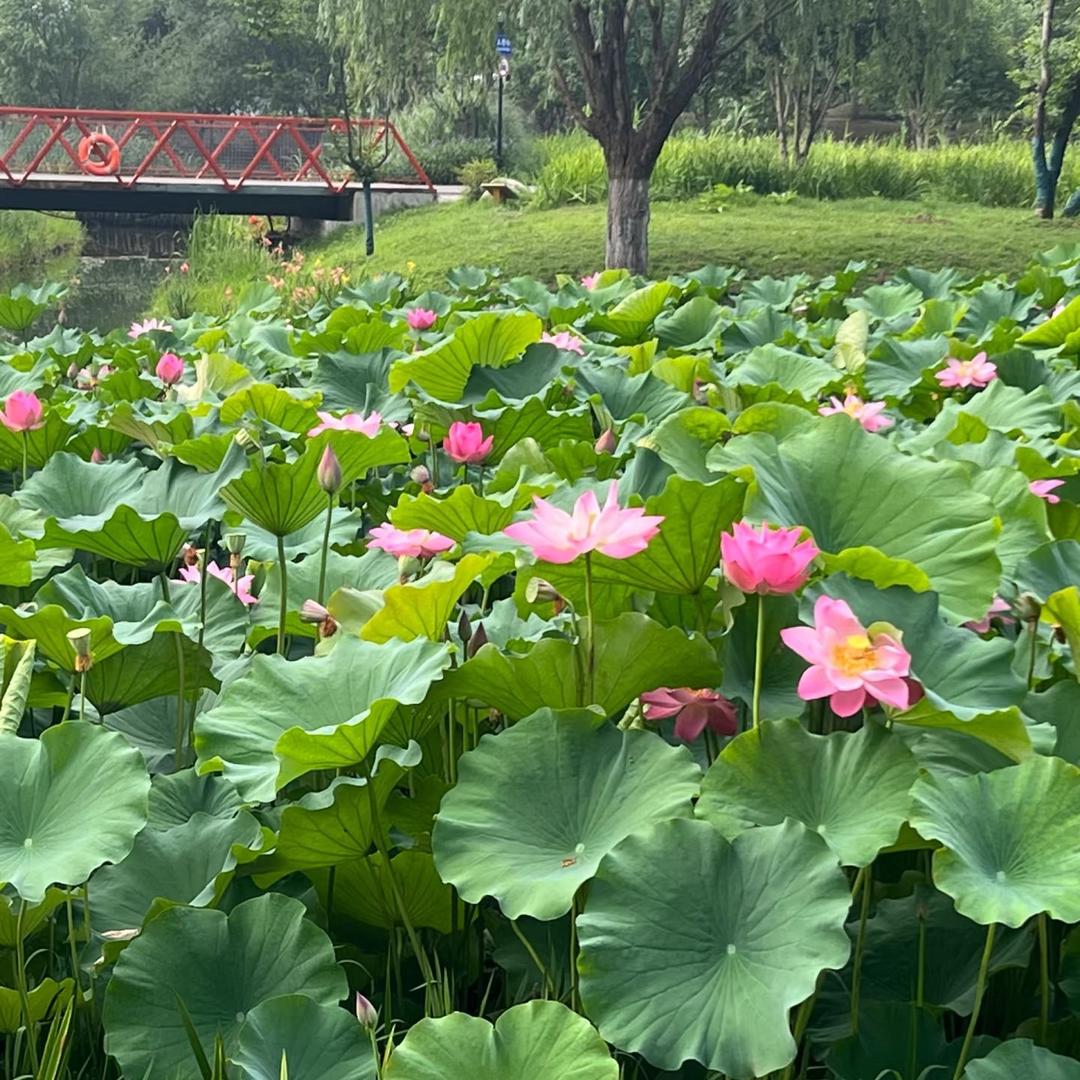 备孕主任（贵州）