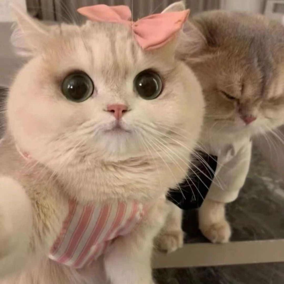 意难平❤️
