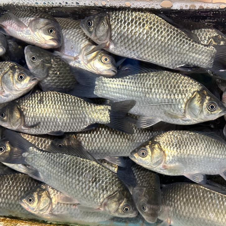 重庆三亚湾鲫鱼配送