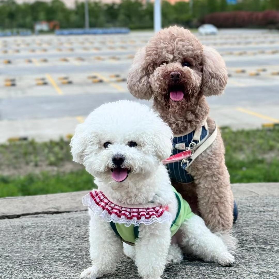 可以的狗