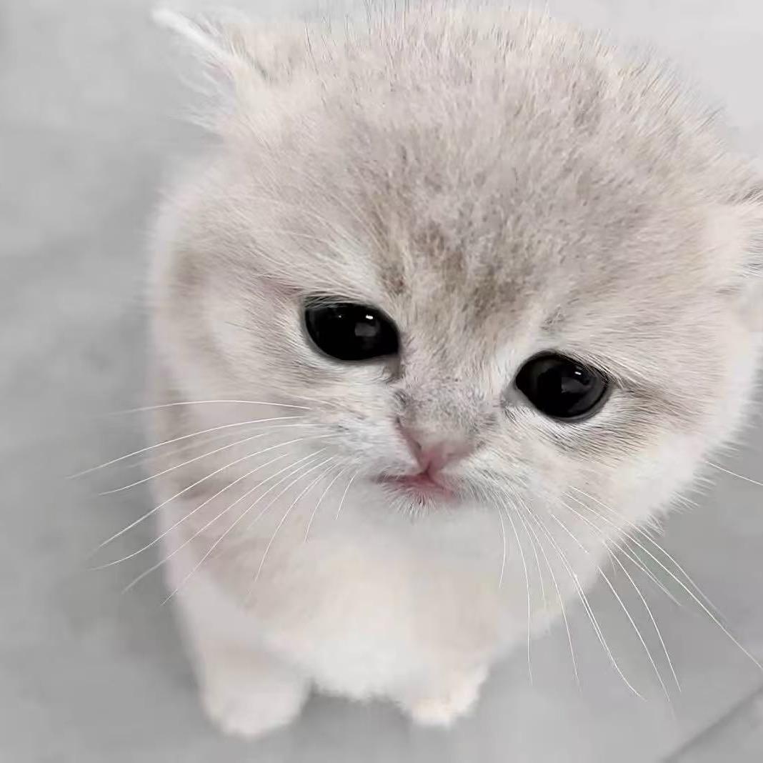 小仰