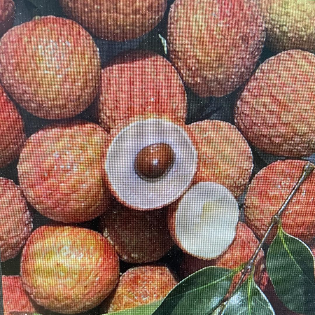 小江家荔枝