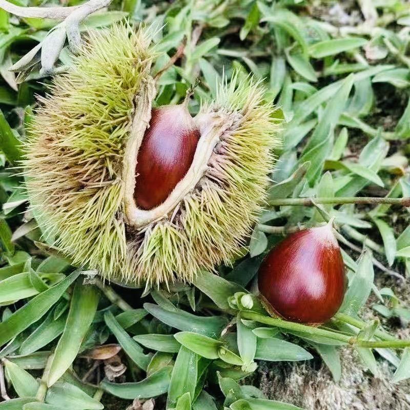 中国锥栗之乡（建瓯锥栗）