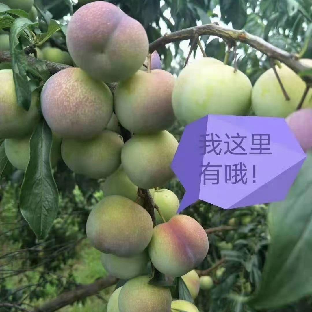 黄小胖优果鲜生