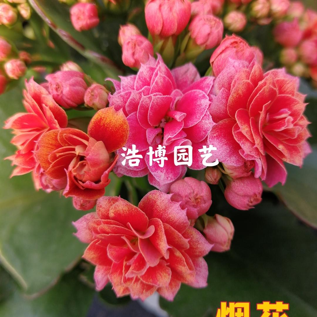 浩博园艺花卉