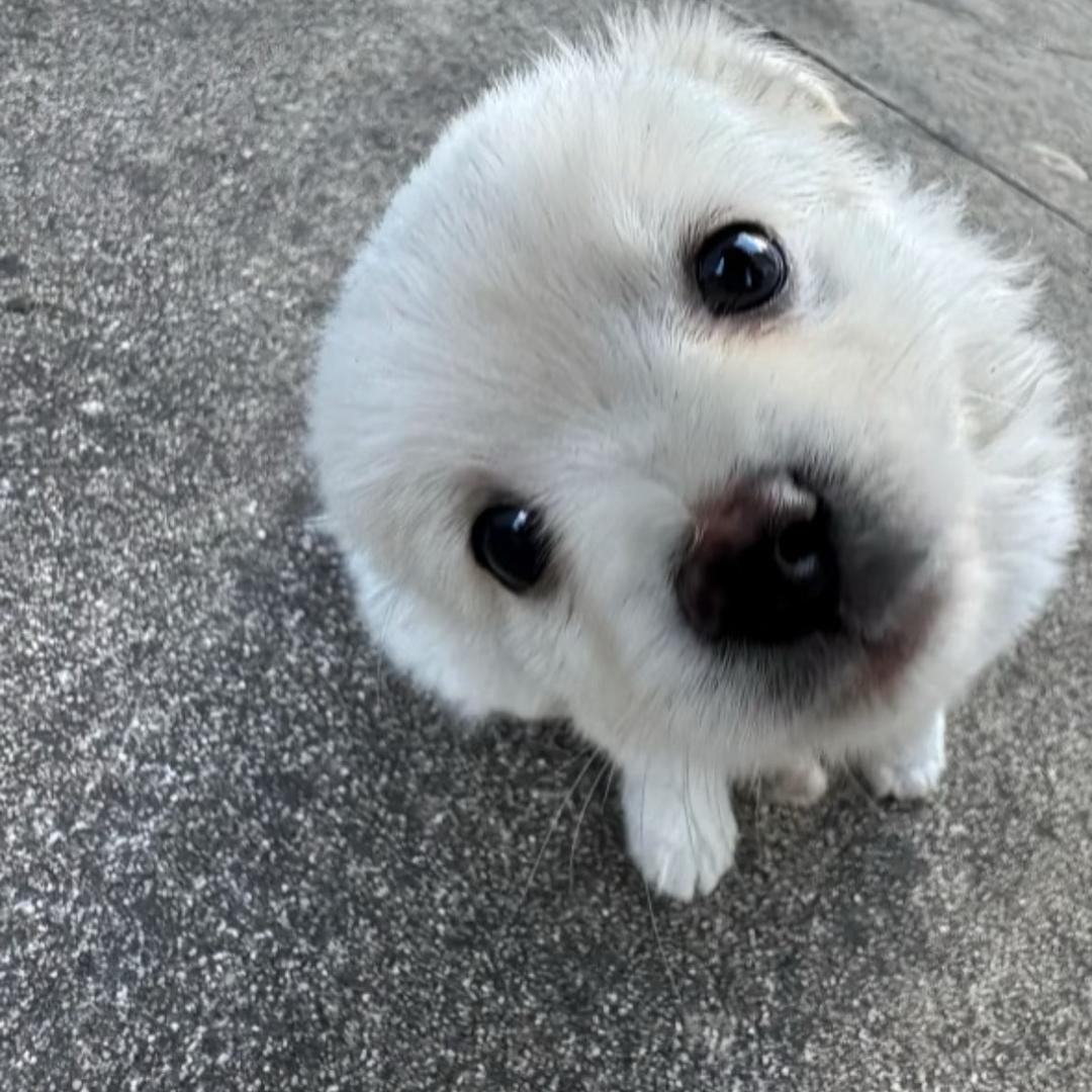 我是孤傲的蔷薇