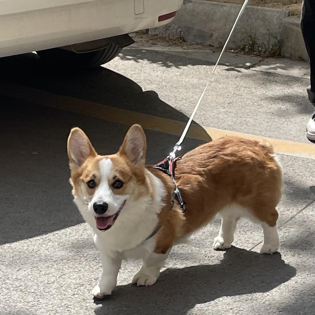 草莓熊在线围观.