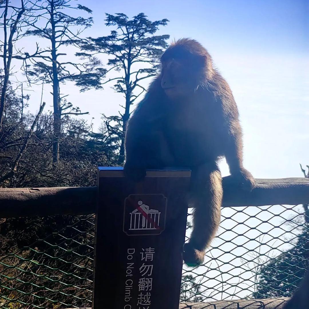 积极向上的马骝🐒