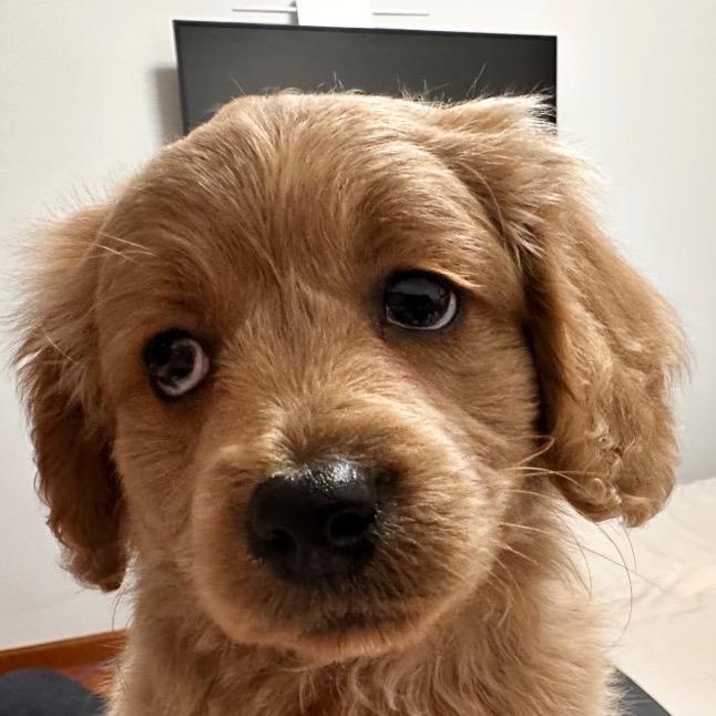 狗秋水水