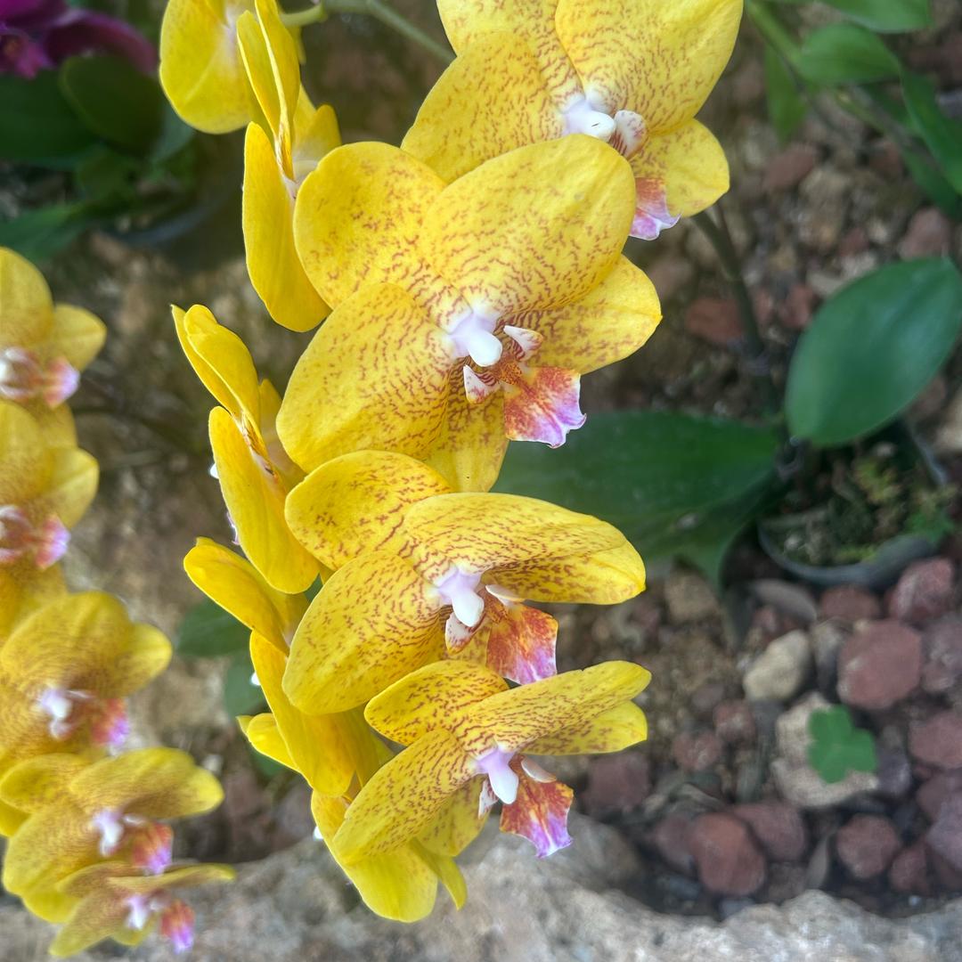 水💦花