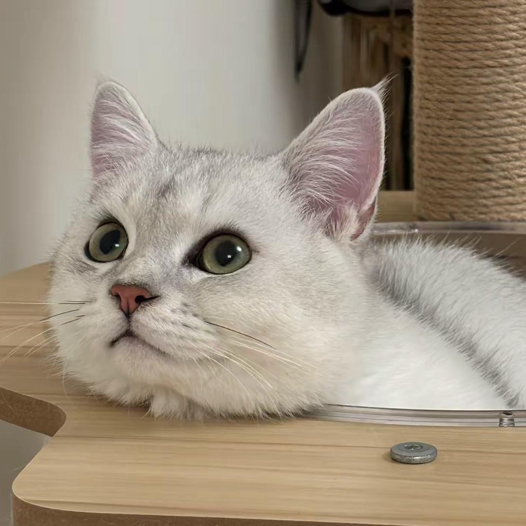 秋安是只猫