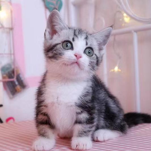卓哥🐱是只嘤嘤怪