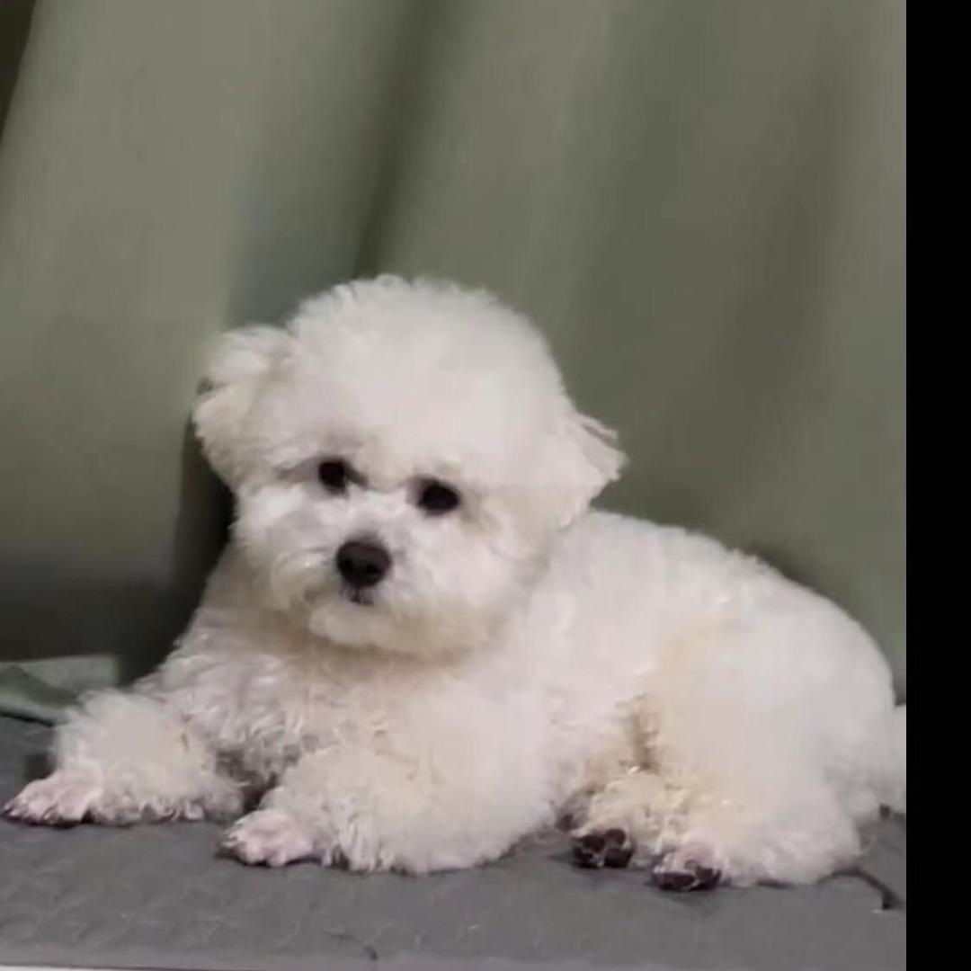 小可乐比熊