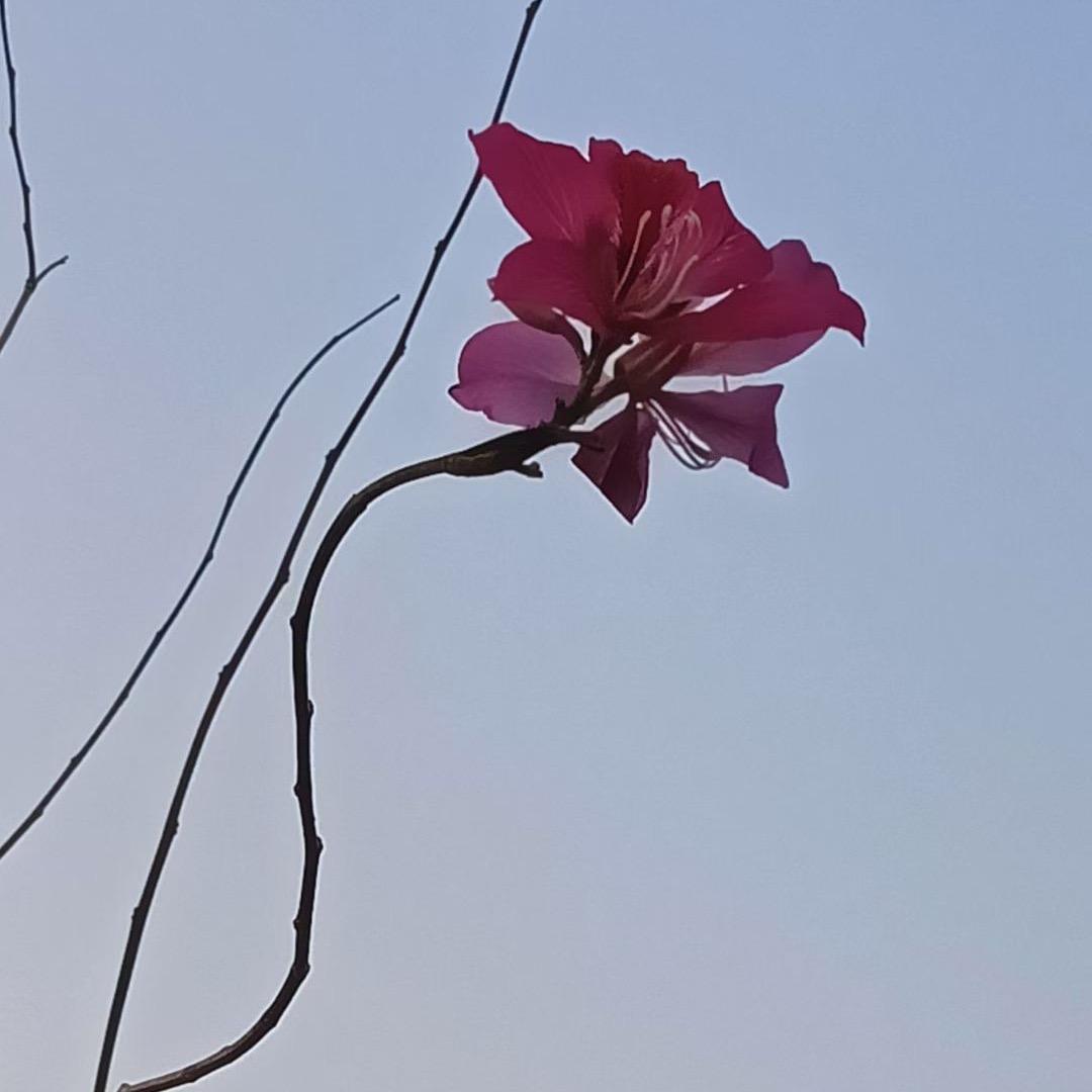 晓晓花儿