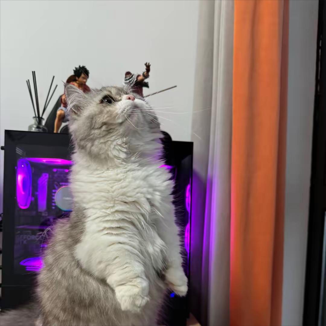 这猫我一口一个