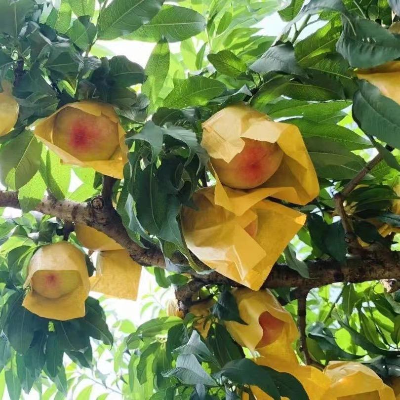 琦琦旭日丰生态园水蜜桃梨