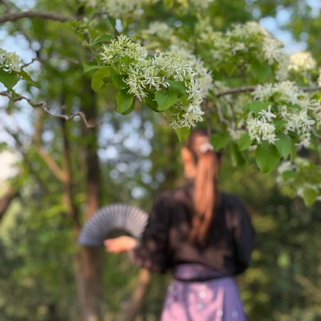 橘子茉莉