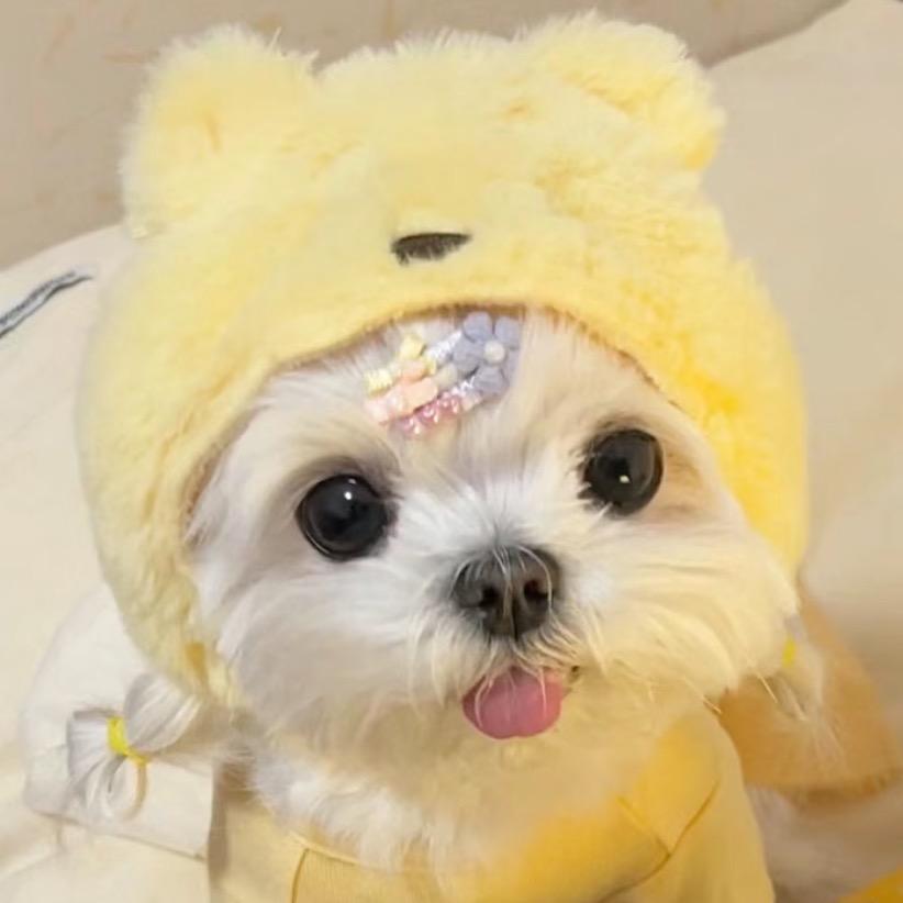 芋头做的笨蛋小狗