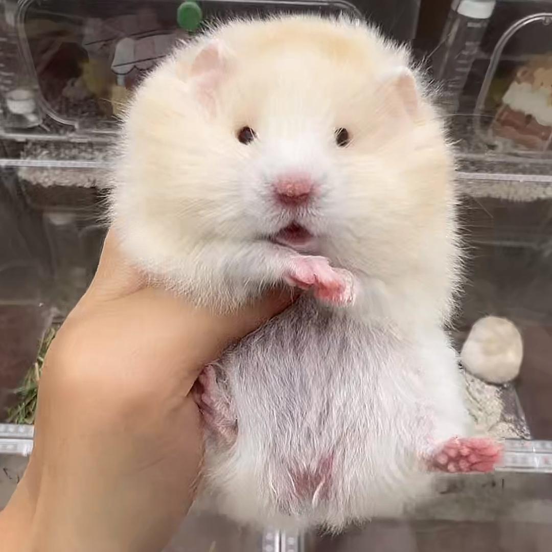 家有萌宠 金丝熊