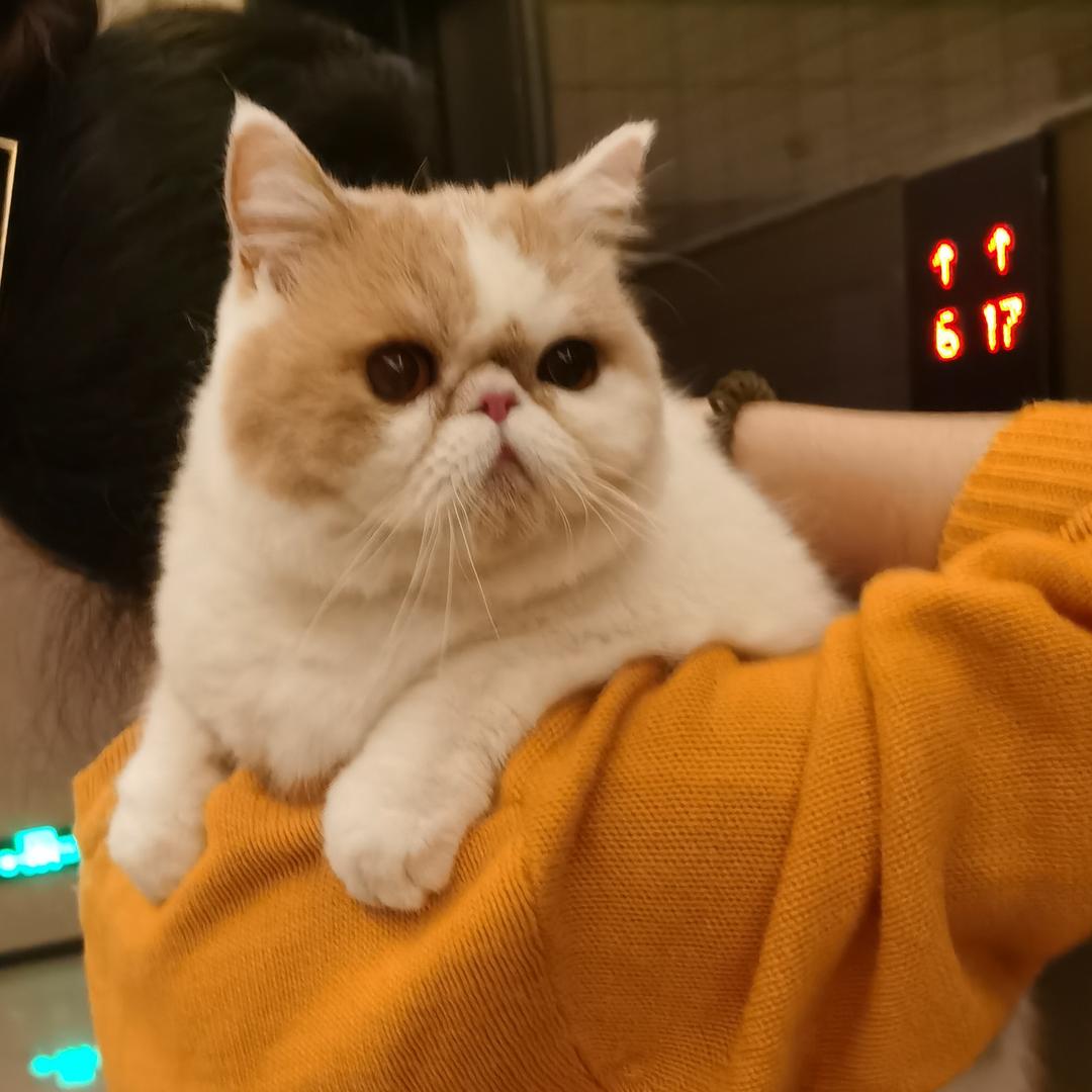 不明嚼栗的pot🐷