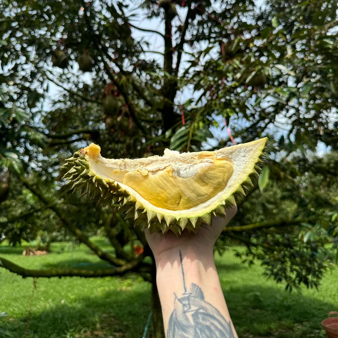 三角爱榴莲