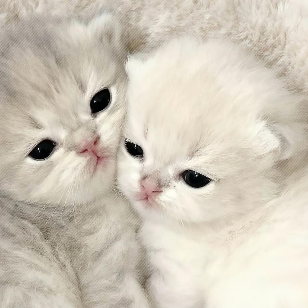 我不吃饭了
