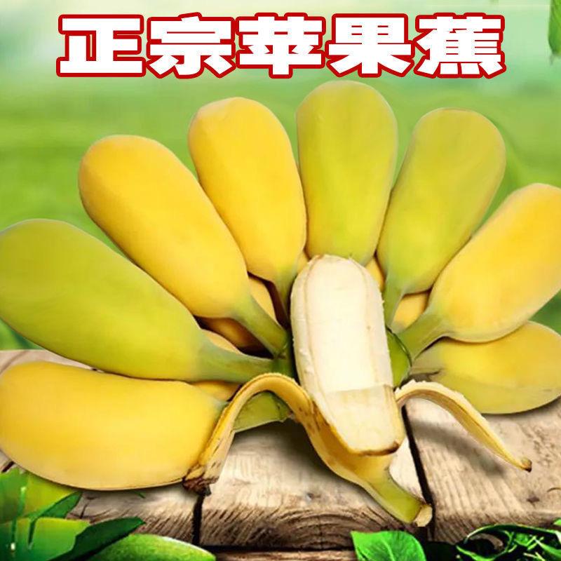 瑞晨商贸经营部