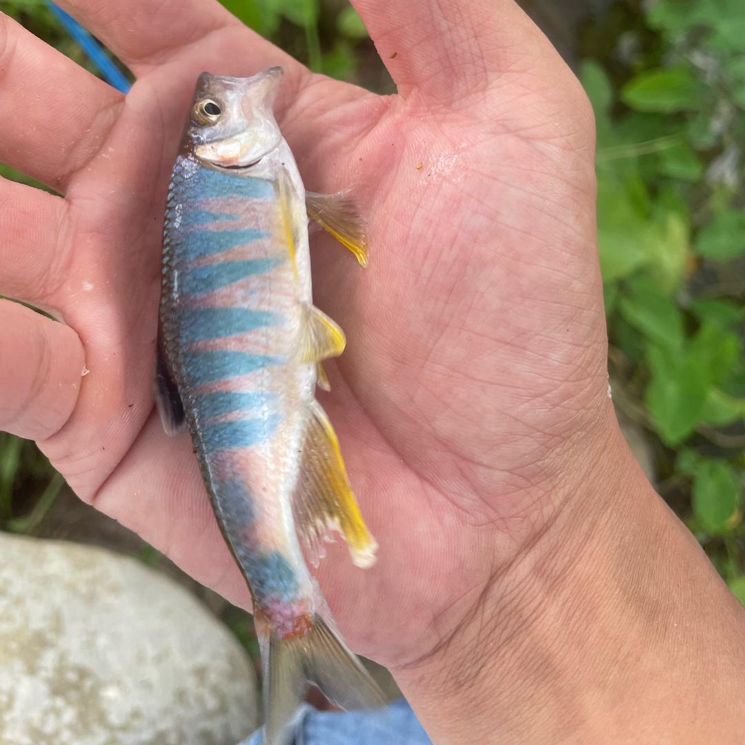 橙斑𫚭野钓狂人