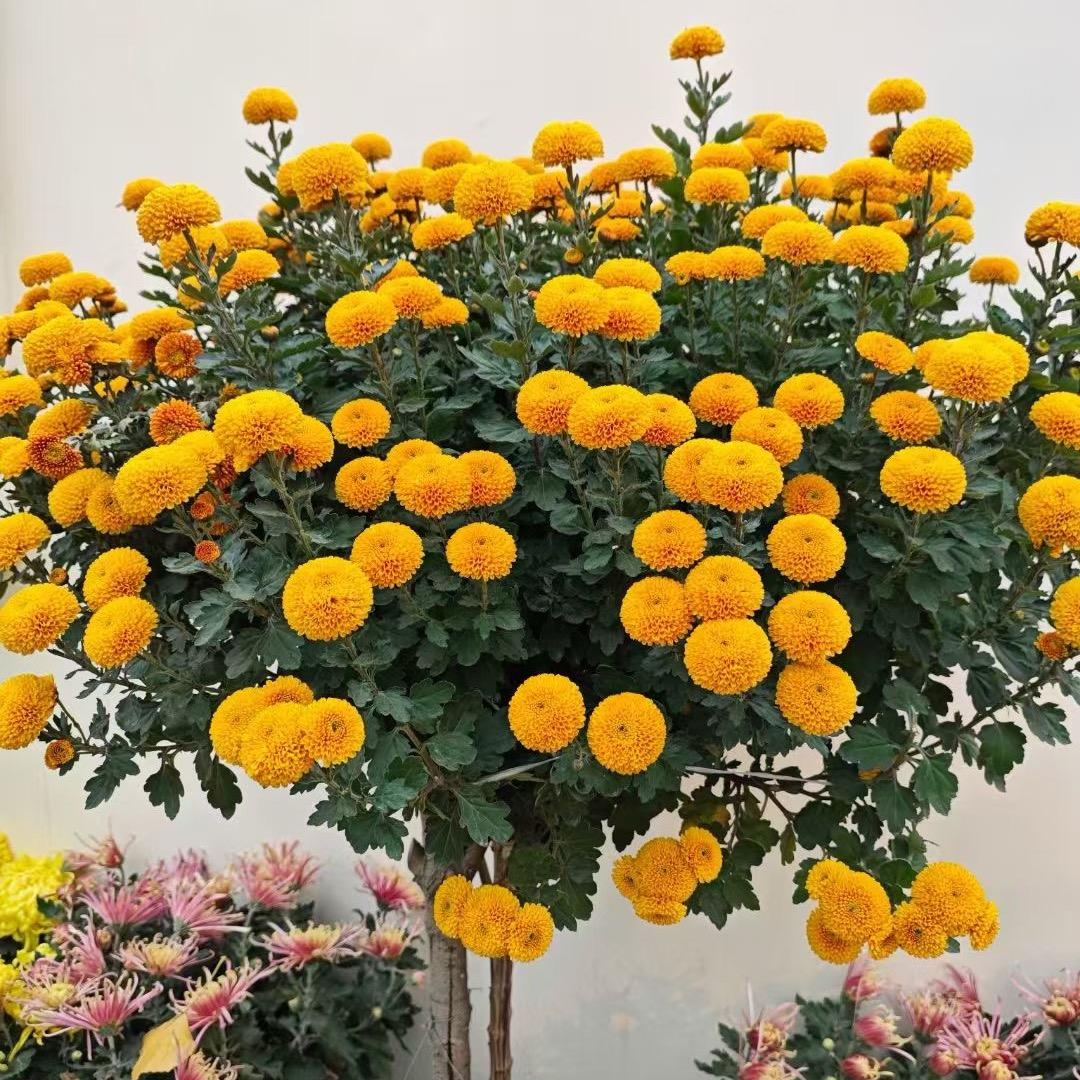 金金美镯-和田玉小铺