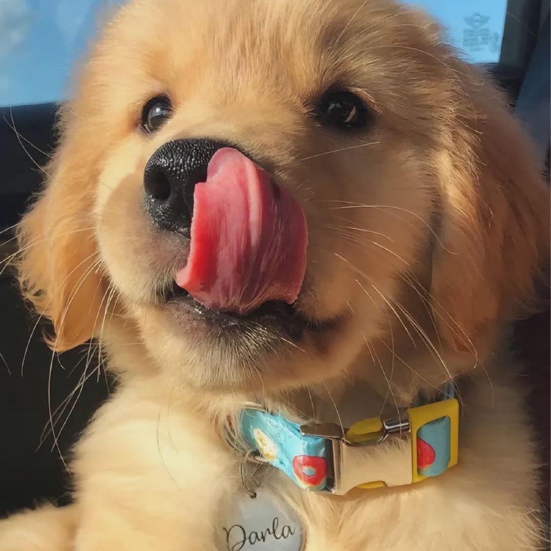 宇宙究极超级无敌哔哩啪啦最强超帅暴龙战士