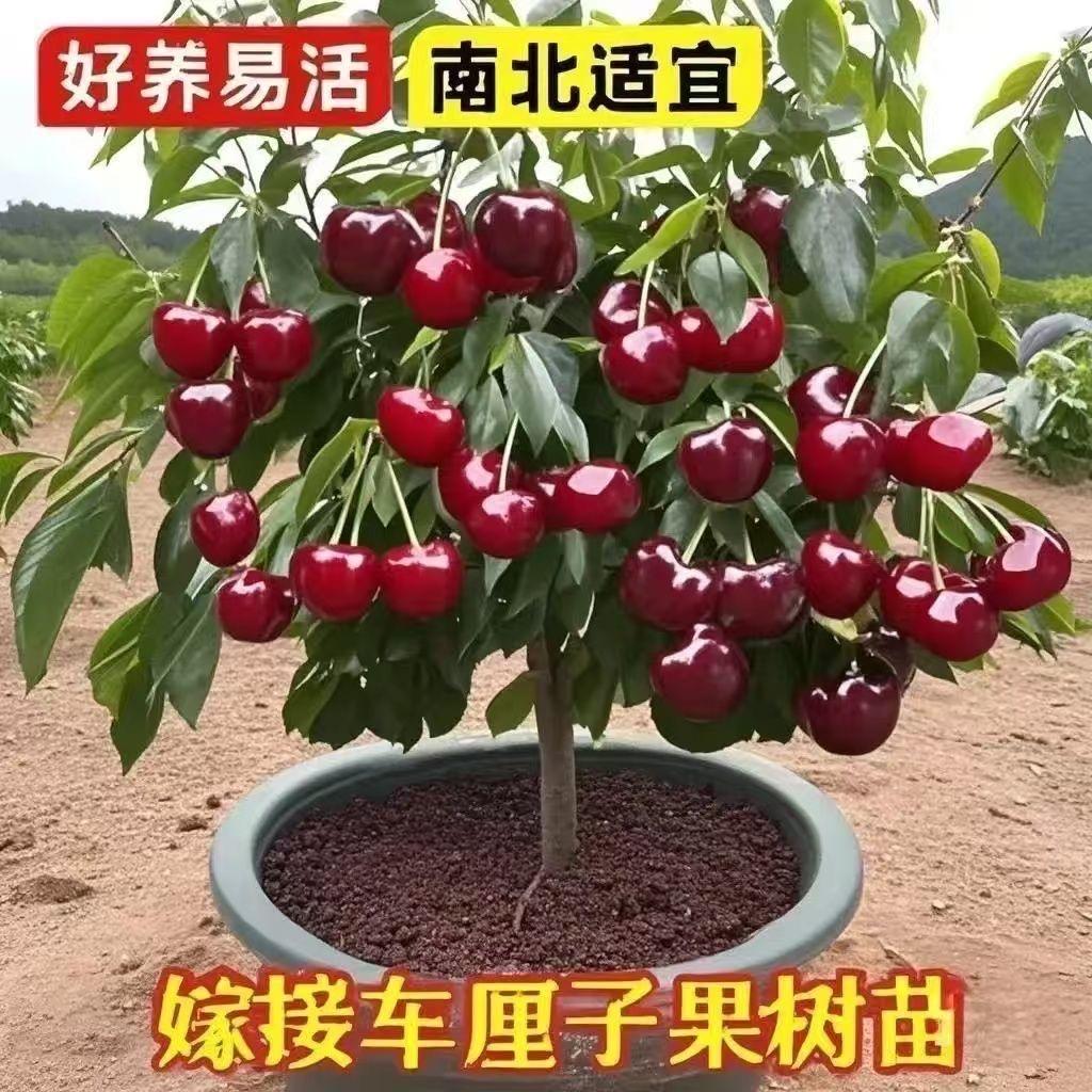 时茂兵垚果树苗木专卖店