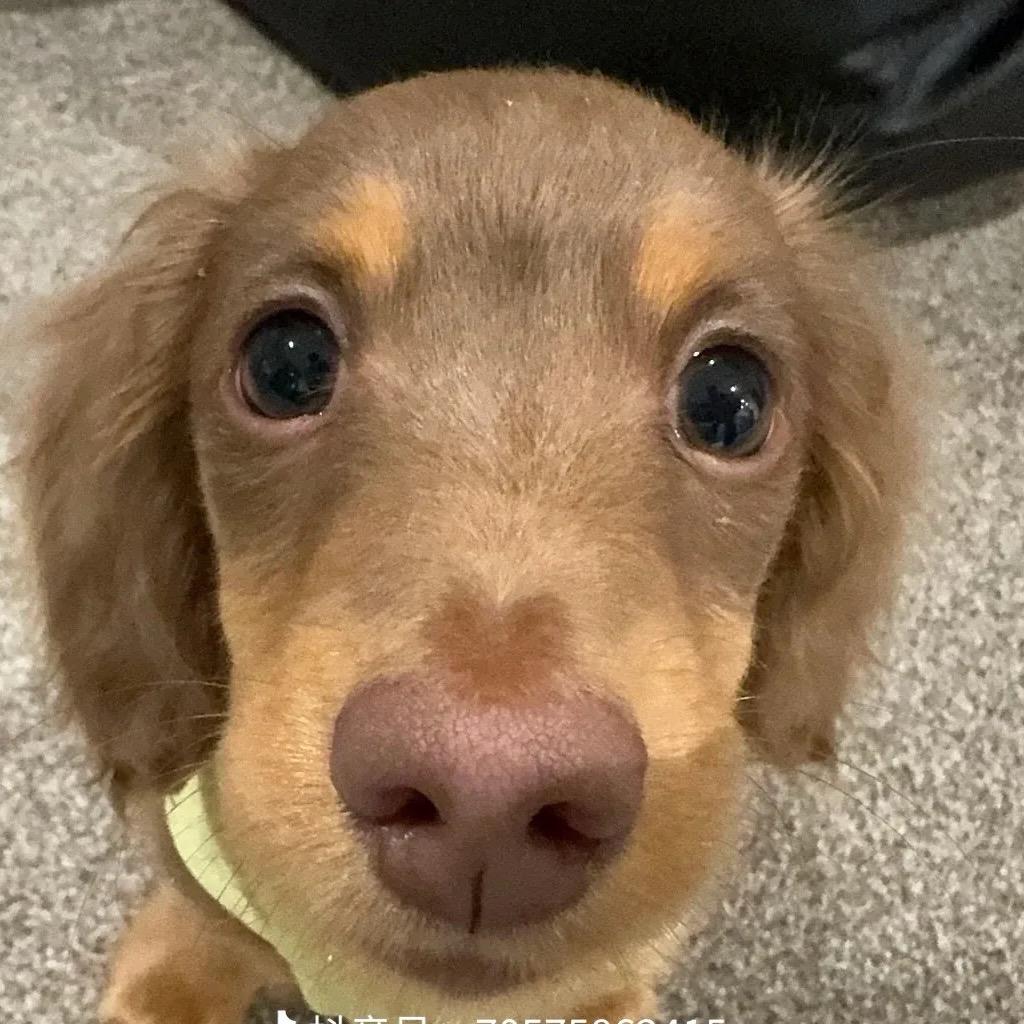 狗乱拉乱尿训练