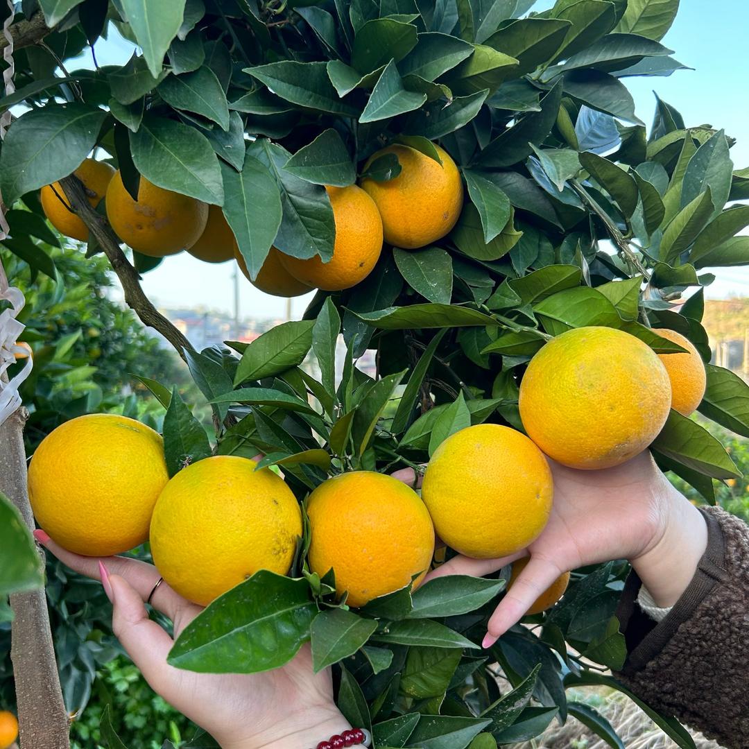 石矶娘娘（卖🍊版本）