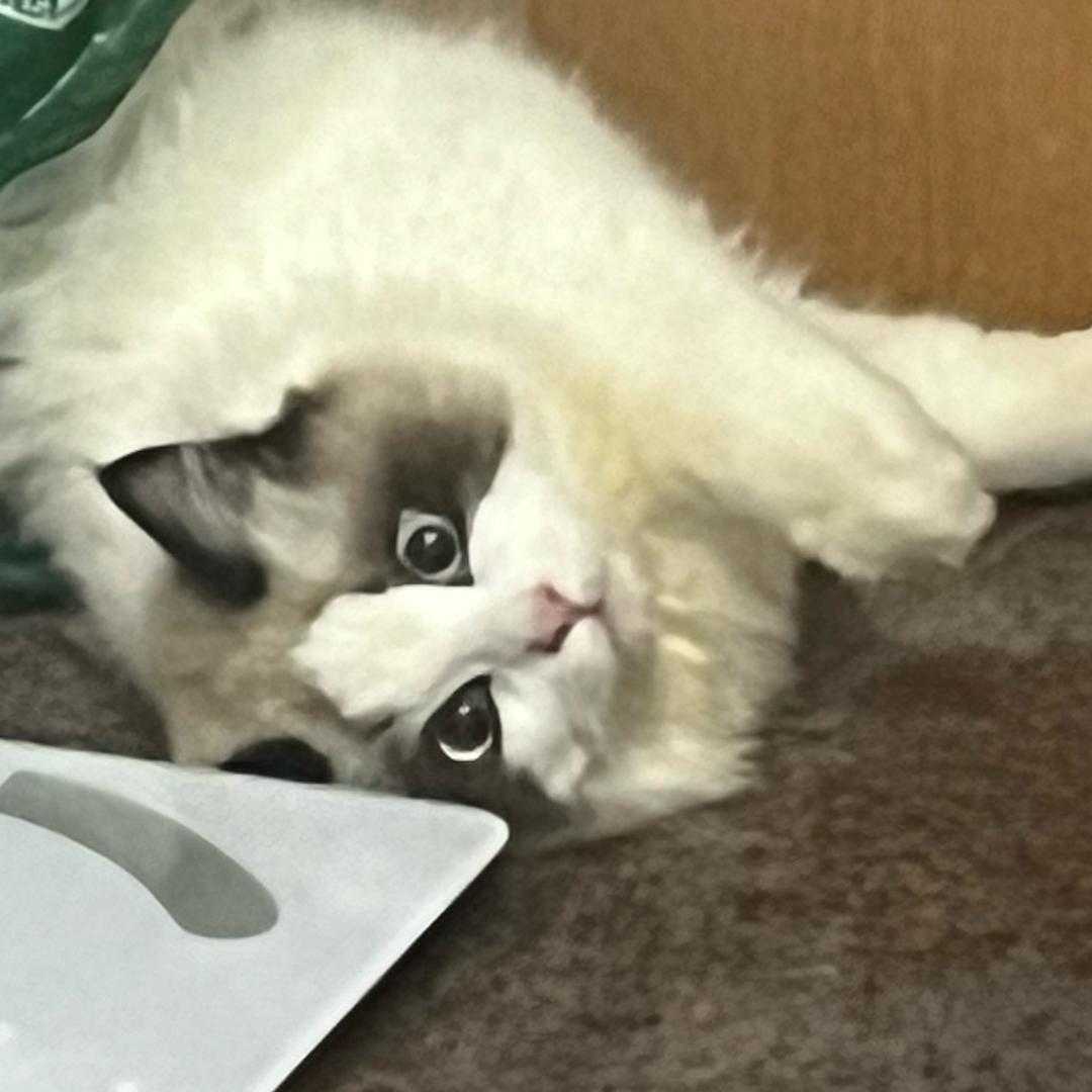 呆呆的呆宝