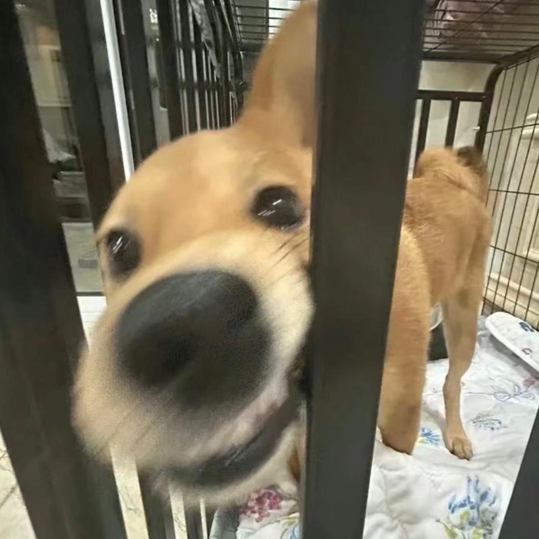 笨笨的卡