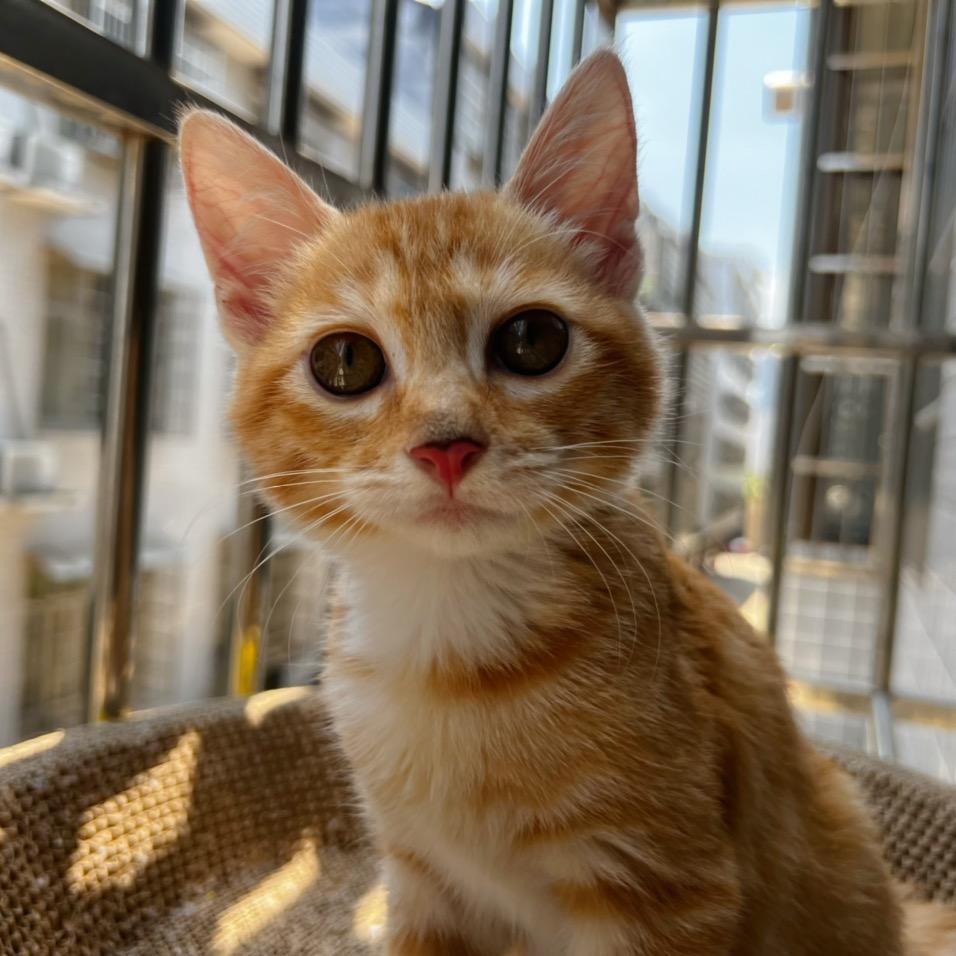 姐姐的猫🐱