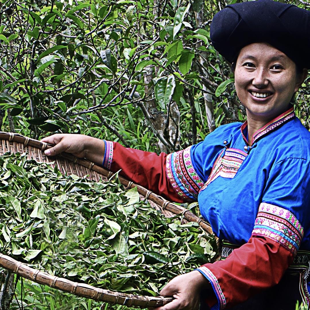 易武村花普洱茶