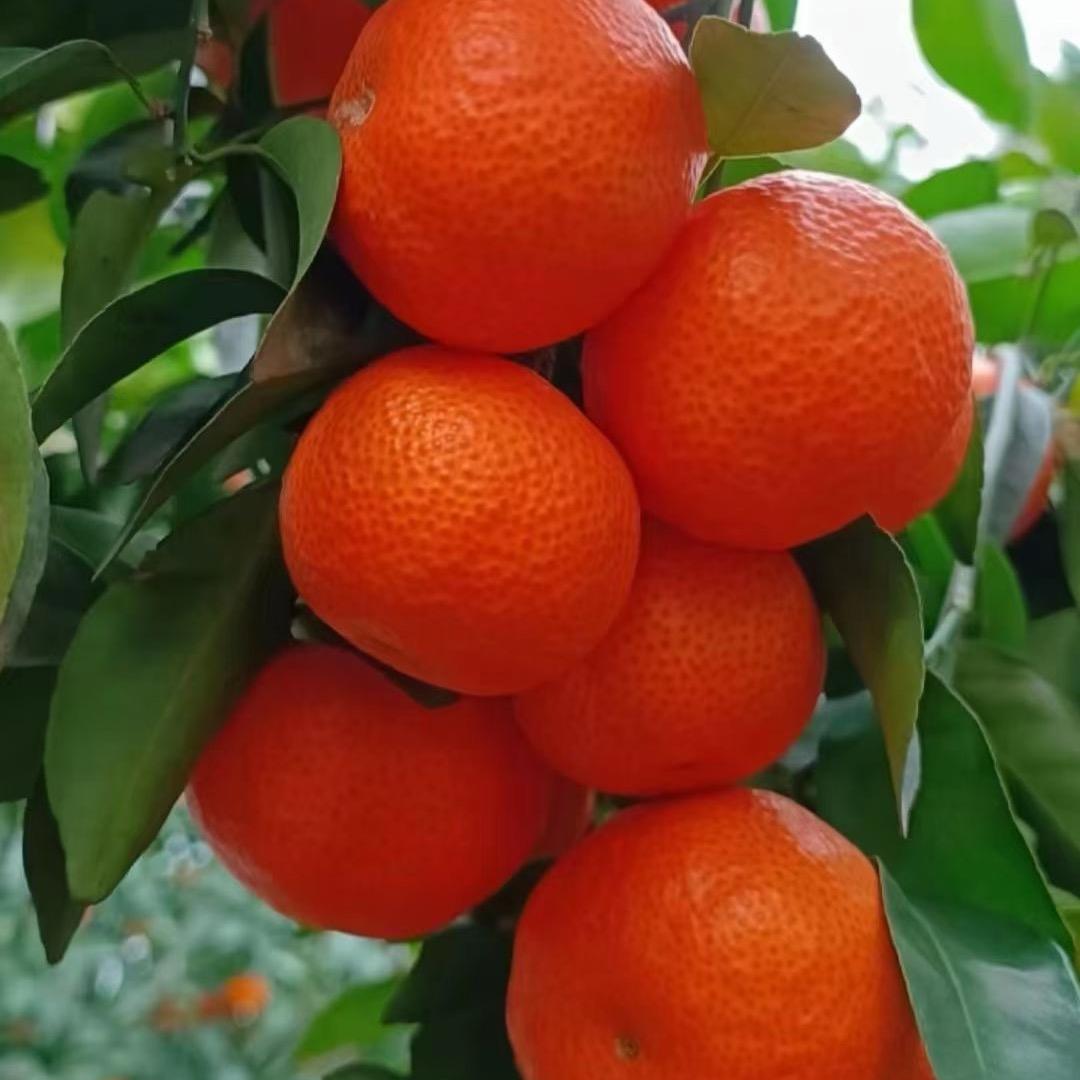 广西麻垌果业 主做荔枝 砂糖橘 沃柑