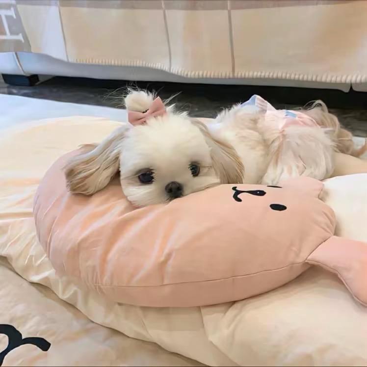 你怎么呆呆的