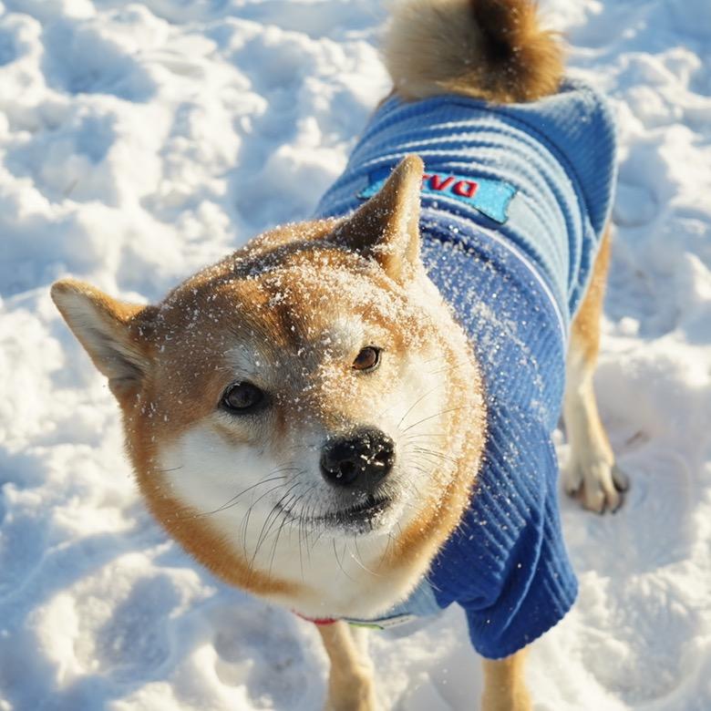 久元也算柴！