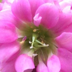 🐰兔子好可爱🐰