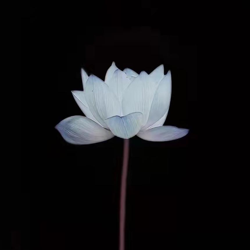 ༼࿂慧剑࿂༽