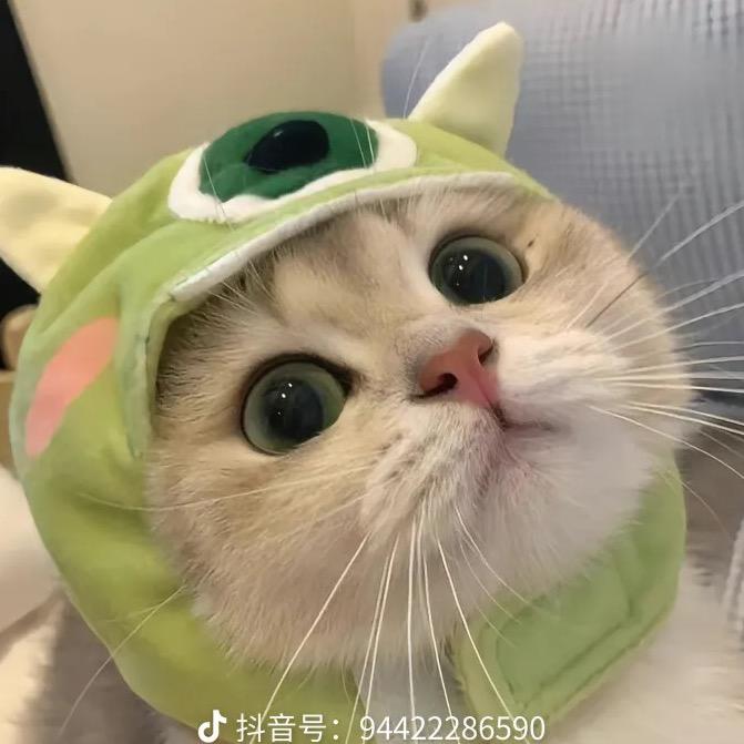 猫咪