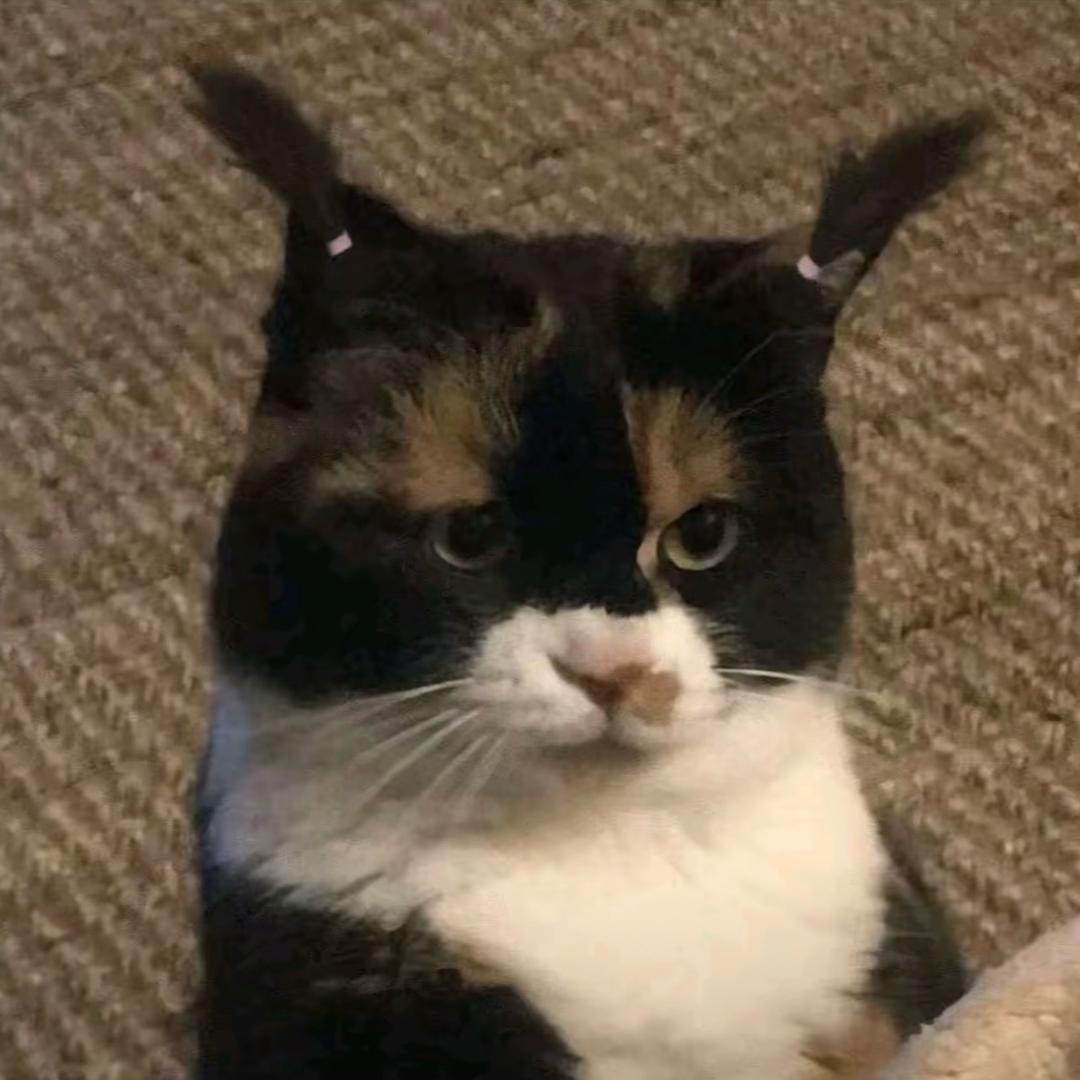 吃洋芋长大的马铃薯