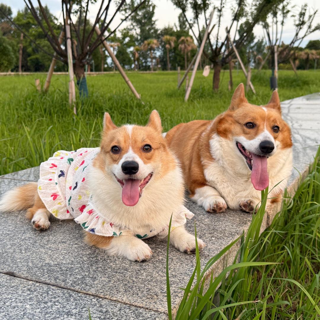 老板！来40斤草莓🍓